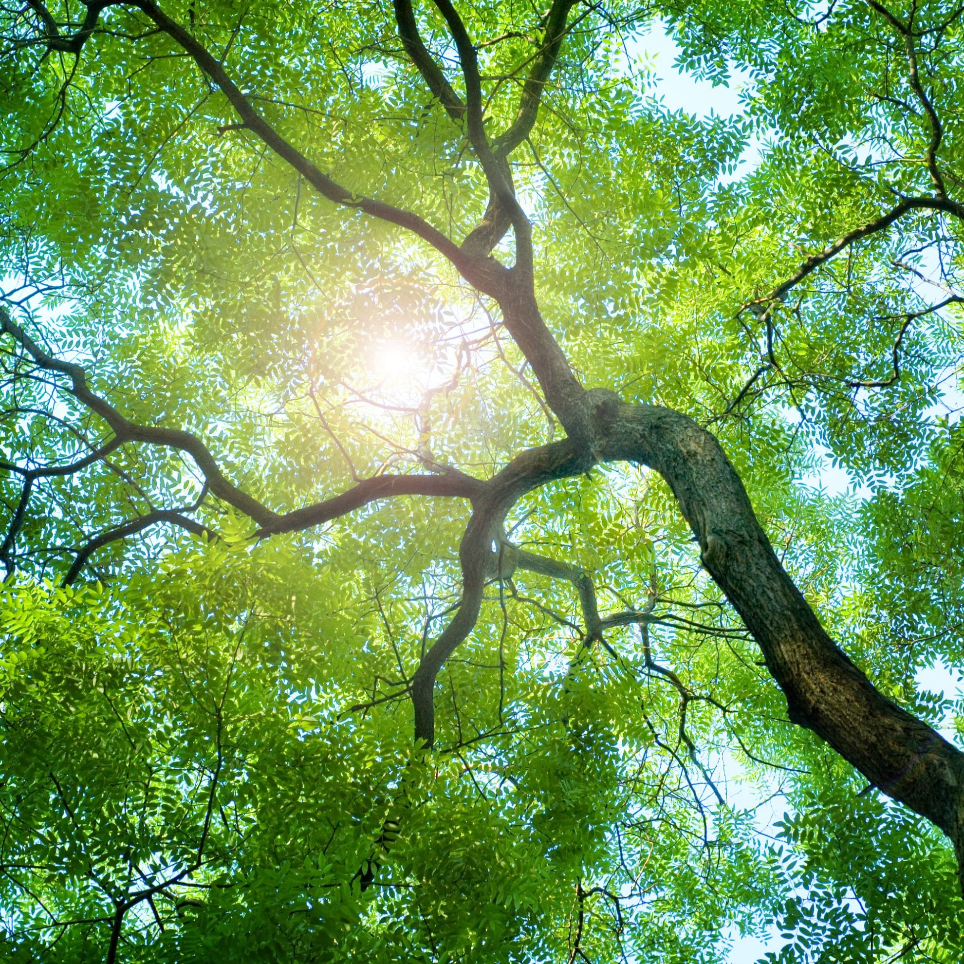 Дерево зеленое. Деревья с красивой кроной. Тихая полянка закрыта густыми кронами деревьев. Ветвистое дерево. Тихая полянка закрыта густыми кронами деревьев.