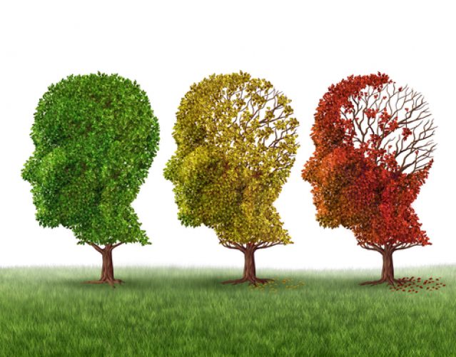 Memory loss and brain aging due to dementia and alzheimer's disease as a medical icon of a group of color changing autumn fall trees shaped as a human head losing leaves as intelligence function on a white background.