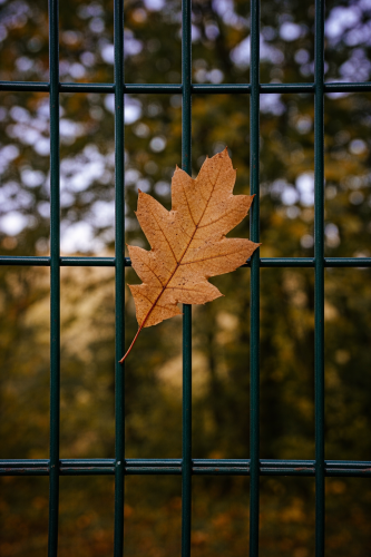 עלים חומים בין חוטי גדר
